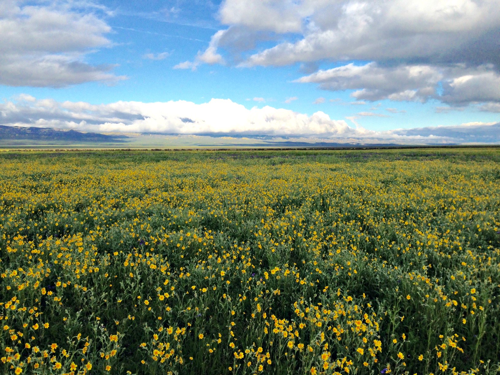 Carrizo Plain Wildflower Report March 26 2017 Friends of