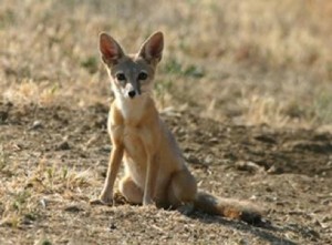 Carrizo Plain kit fox